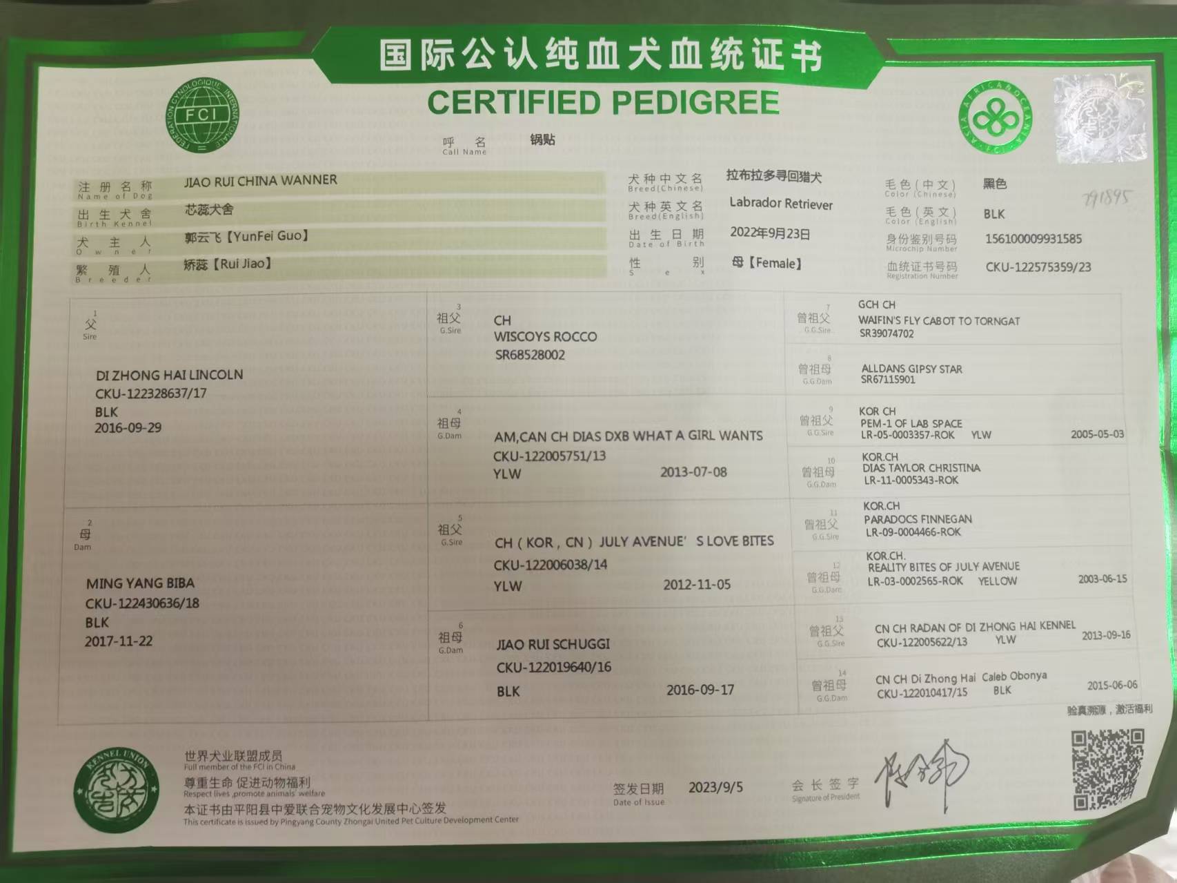 自养双血统拉布拉多